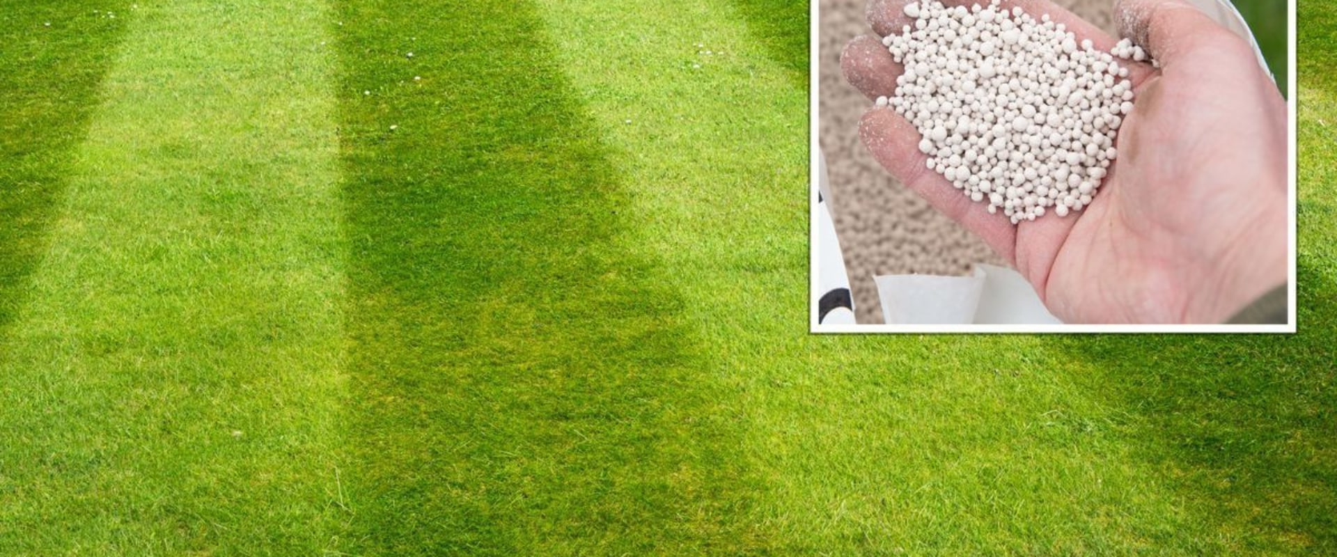 How many times a year should you treat your lawn?