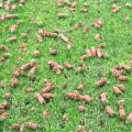 How do you know if your lawn needs aeration?