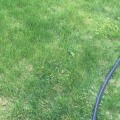 Does frequent mowing thicken grass?