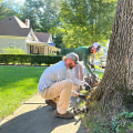 Defending Groveland's Ash Trees: The Importance Of Emerald Ash Borer Awareness In Lawn Maintenance