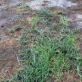 How often should lawn be overseeded?