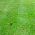 How does lawn care affect the environment?