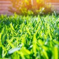 How do you maintain a perfect lawn?