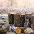 The Importance Of Tree Removal Service For A Well Maintained Lawn In Bethany, Oklahoma