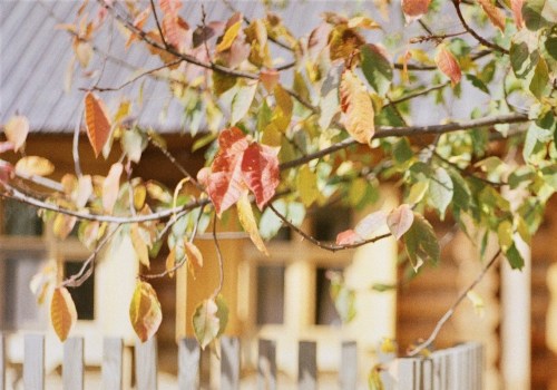 The Importance Of Proper Fence Installation For Healthy Lawn Maintenance In Naples, FL