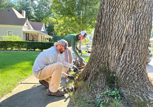 Defending Groveland's Ash Trees: The Importance Of Emerald Ash Borer Awareness In Lawn Maintenance