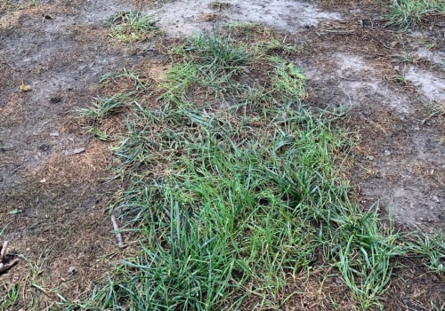 How often should lawn be overseeded?