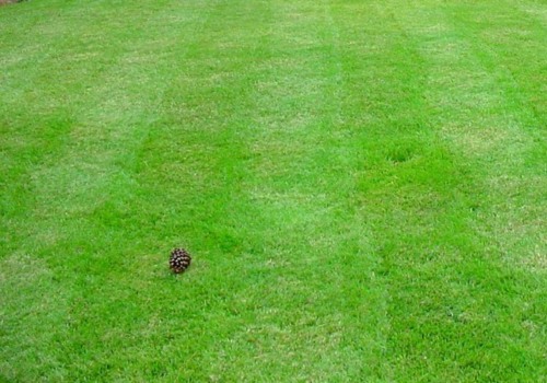 How does lawn care affect the environment?