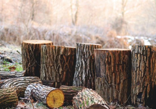 The Importance Of Tree Removal Service For A Well Maintained Lawn In Bethany, Oklahoma